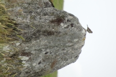 grey-wethers-10