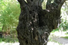 IMGP0628