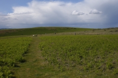 CIMG5270
