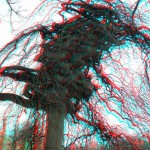Twisted tree in Pavillion Gardens