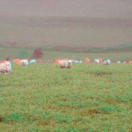 Sheep up the Downs